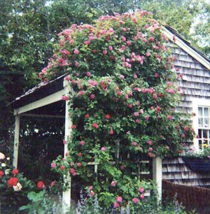 Olde Cottage Garden Roses